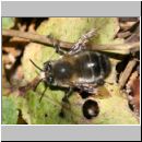 Anthophora plumipes - Pelzbiene m05.jpg